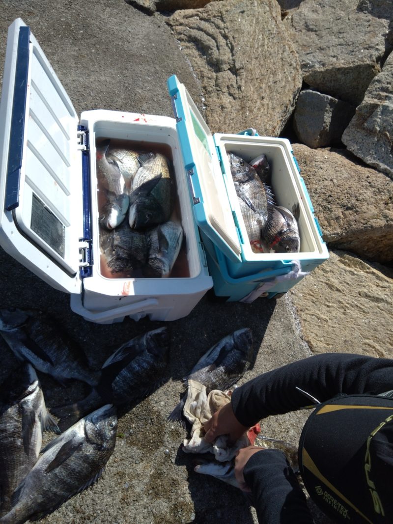 2026 04 08 チヌフカセ釣り！